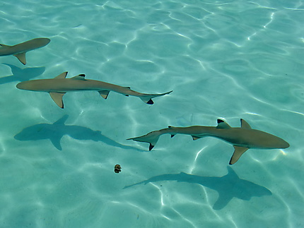 Nage avec petits requins