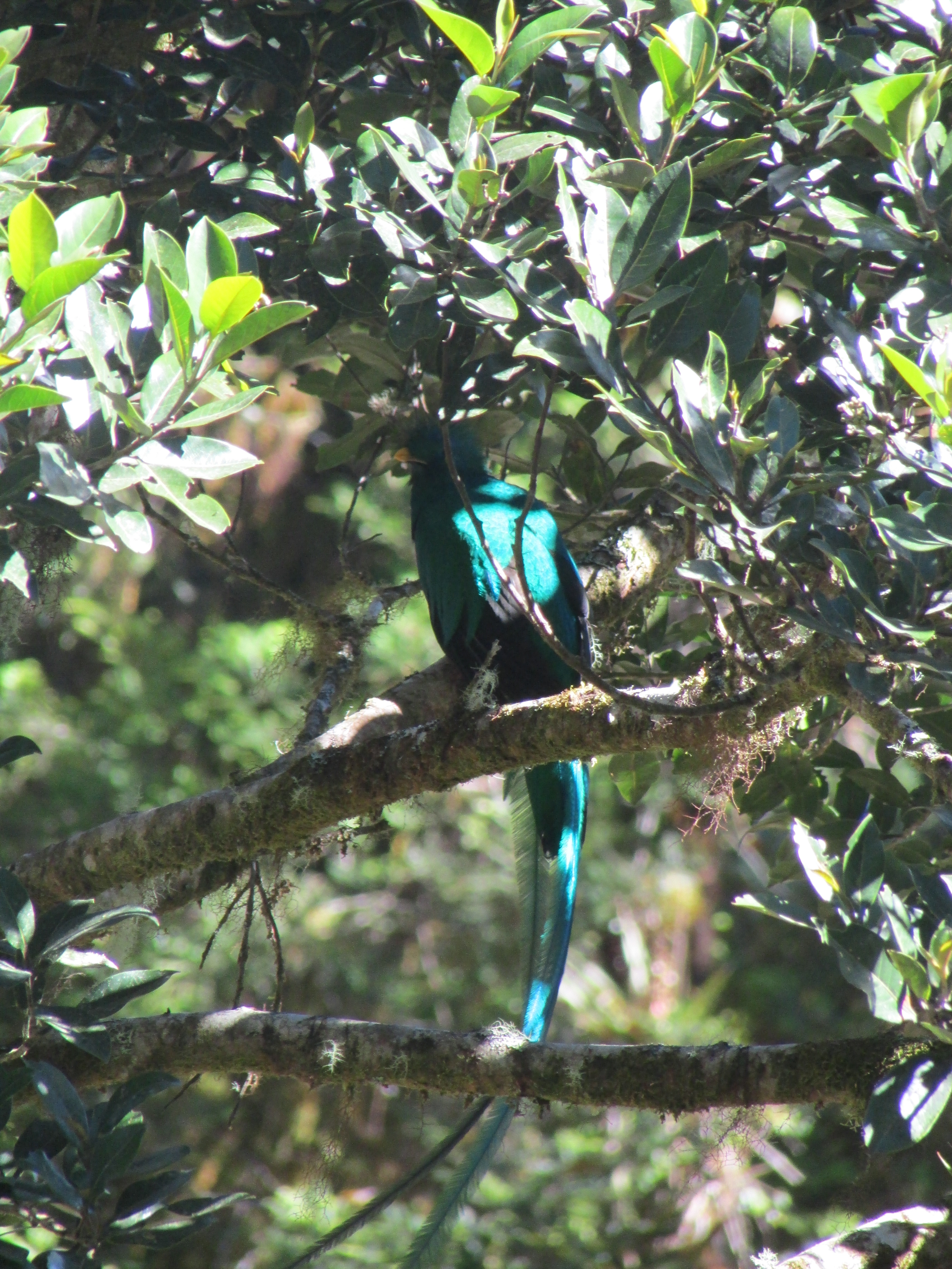 Oiseau mythique du Costa Rica: Le Quetzal Oiseau mythique du Costa Rica: Le Quetzal
