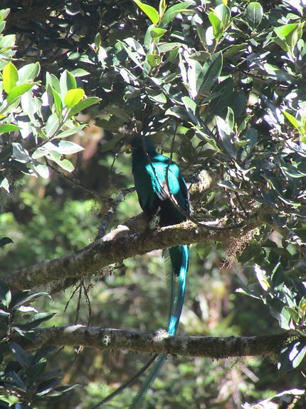 Oiseau mythique du Costa Rica: Le Quetzal
