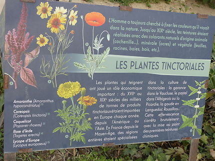 Les plantes tinctoriales, Jardin des Plantes
