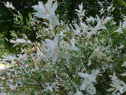 Saule crevette jardin botanique Cornouaille 
