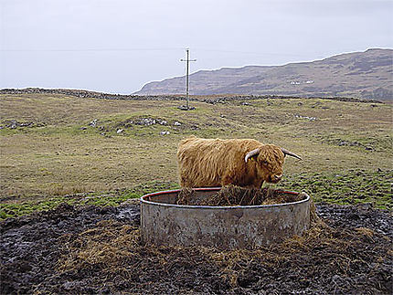 Vache de race Highland