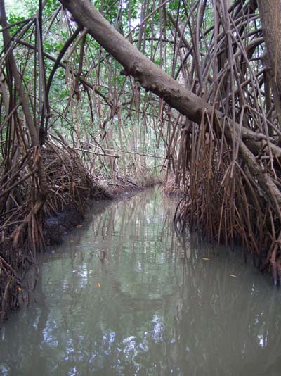 Mangrove Mangrove