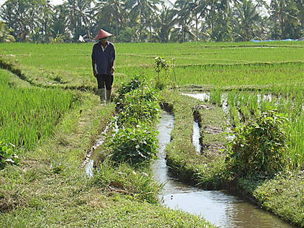 Promenade dans les rizières