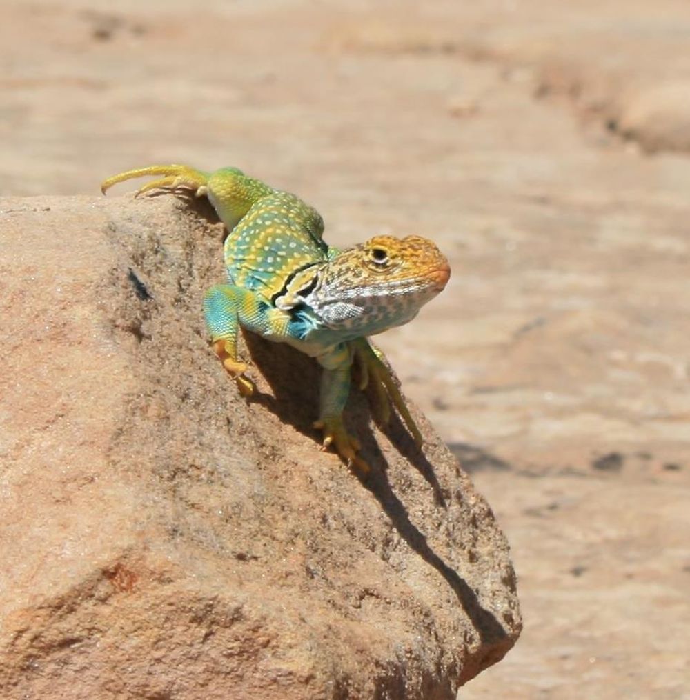 Un lézard coloré