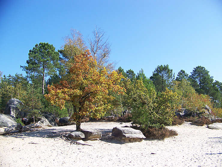 Forêt de Fontainebleau (Seine-et-Marne)