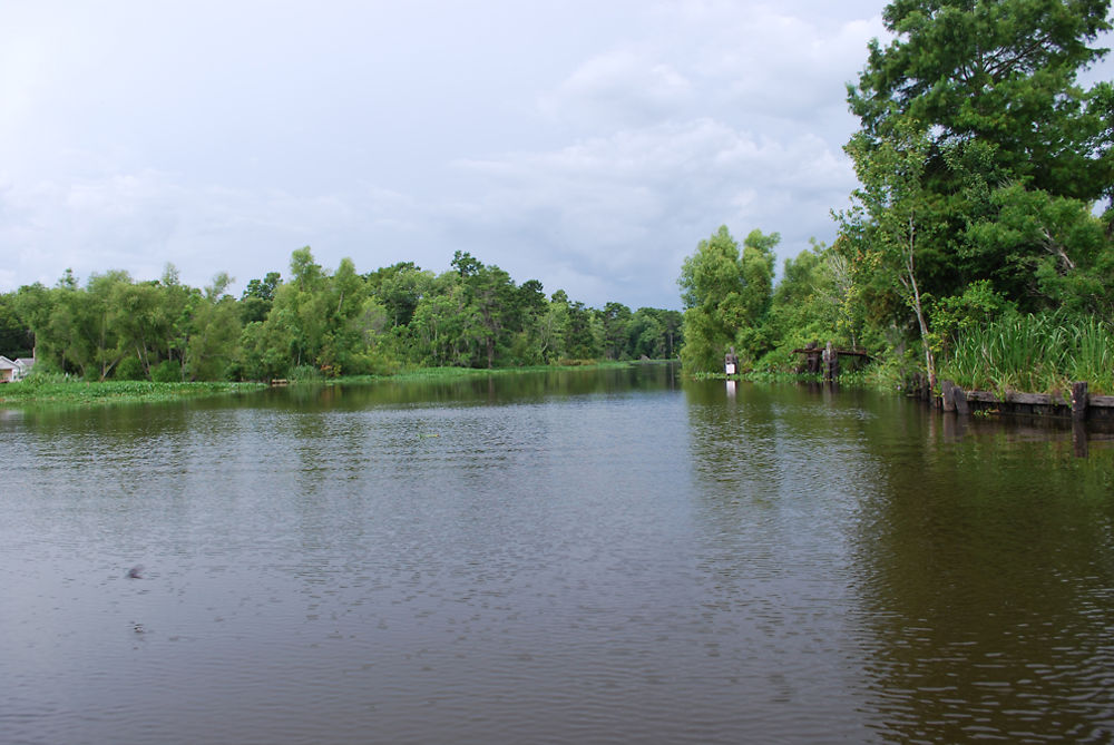 Swamp Tour