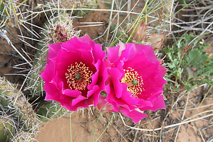 La beauté et la délicatesse des cactus en fleurs