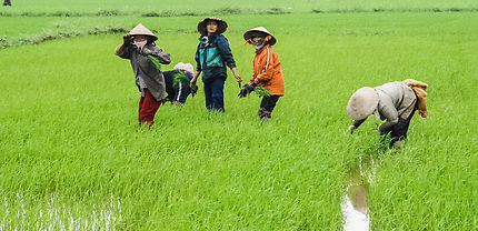 Femmes dans les rizières en bordure du Mékong