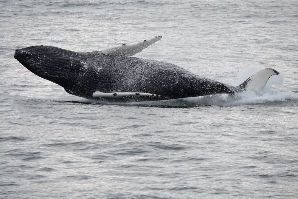 Léger comme une baleine à bosse