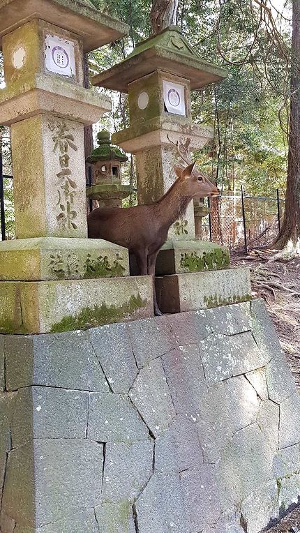 Parc de Nara 