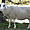 Mouton au Vrsic Pass