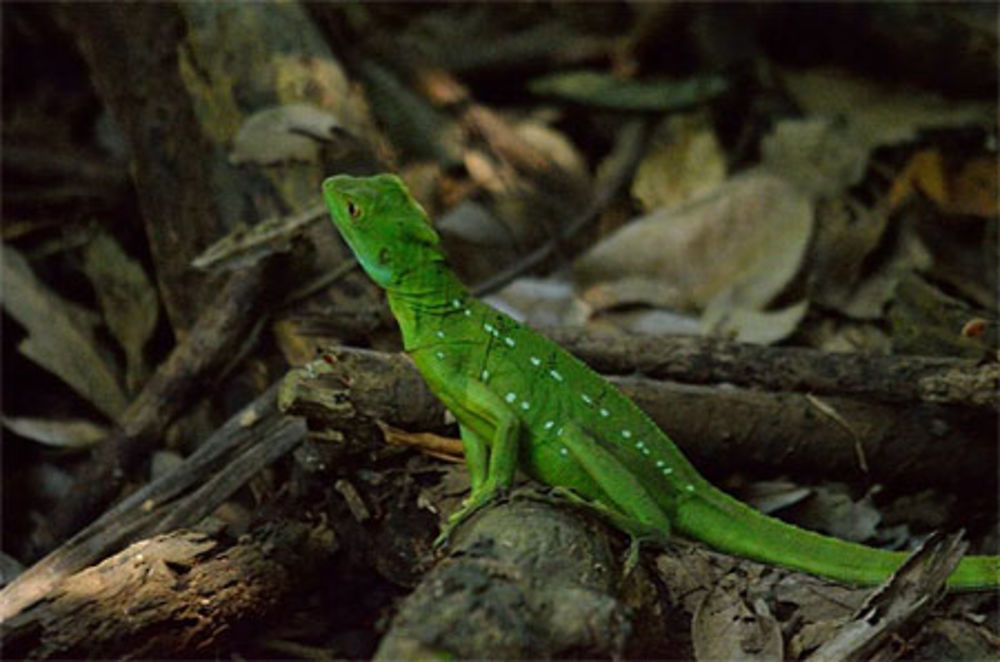 Lézard