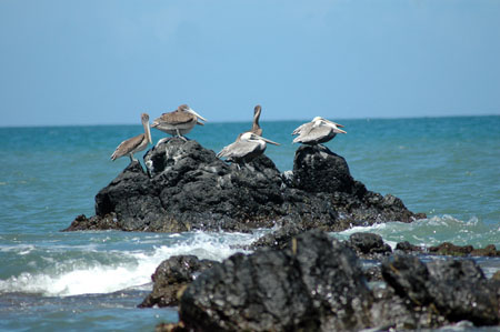 Pélicans Pélicans