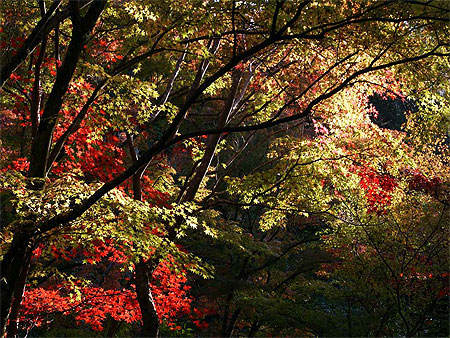 Momiji, L'automne à Kyoto : Arbres : Kyoto : Honshû : Japon : Routard.com