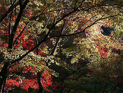 Momiji, l'automne à Kyoto