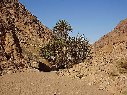Palmeraie de Wadi Garbah