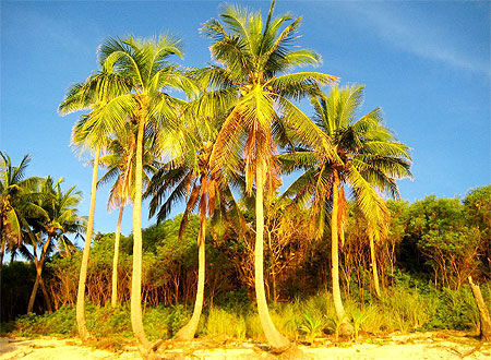 Palm's Of Manta Ray