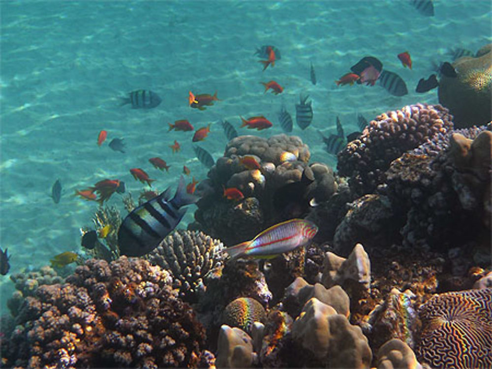 Snorkeling à Taba