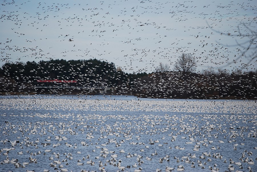 Oies blanches en migration à Victoriaville Oies blanches en migration à Victoriaville