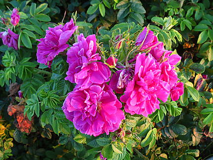 Roses sauvage au quai de Ste-Flavie