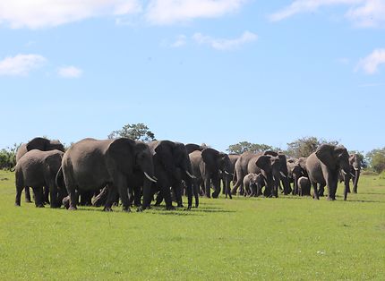 Famille d'éléphants au parc national de Tarangire