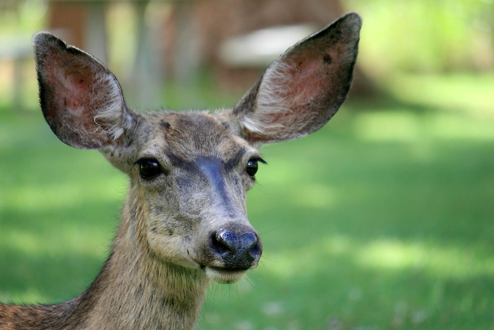 Portrait d'une femelle cerf-mulet