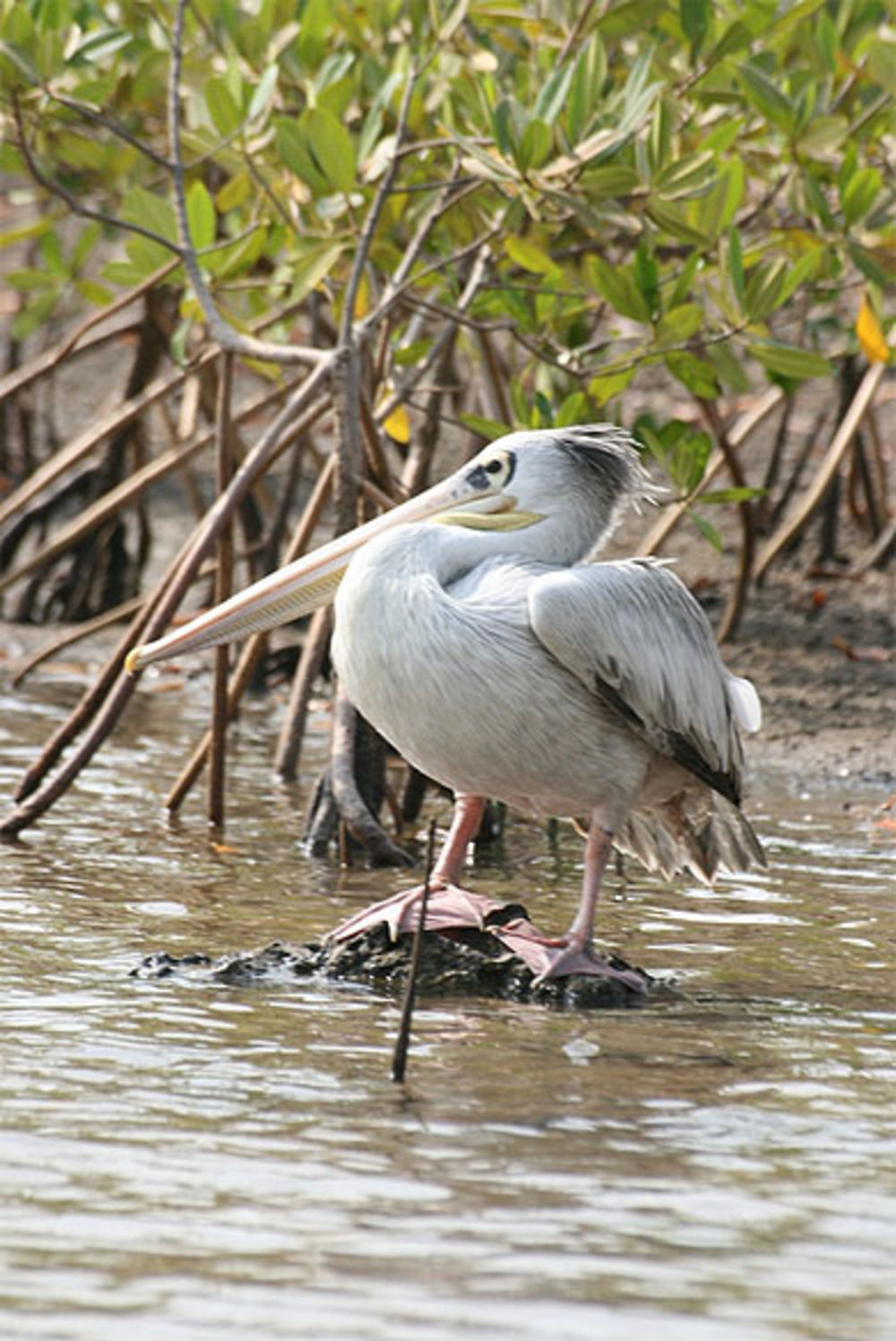 Pélican