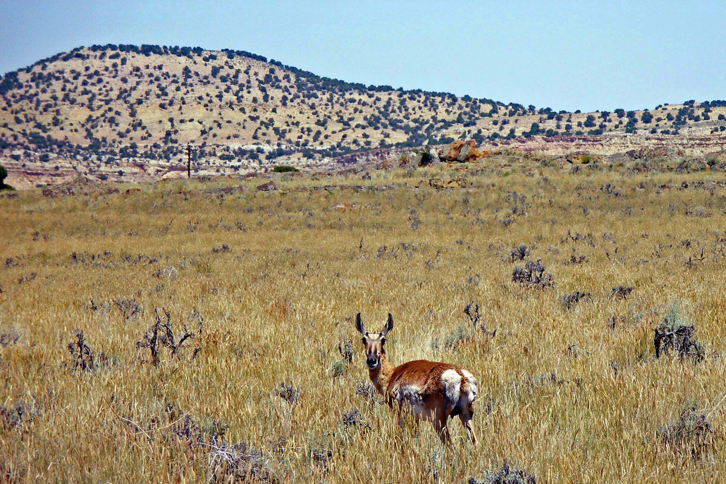 Un "pronghorn" dans la Lucerne Valley Un "pronghorn" dans la Lucerne Valley