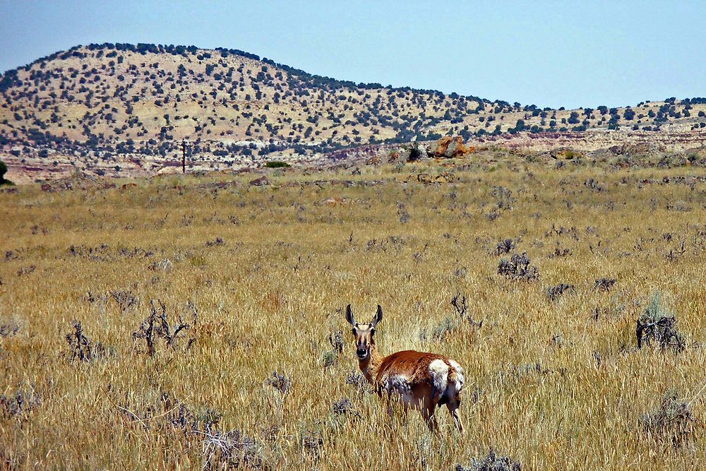 Un "pronghorn" dans la Lucerne Valley