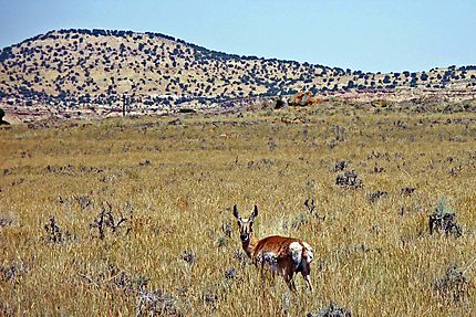 Un "pronghorn" dans la Lucerne Valley