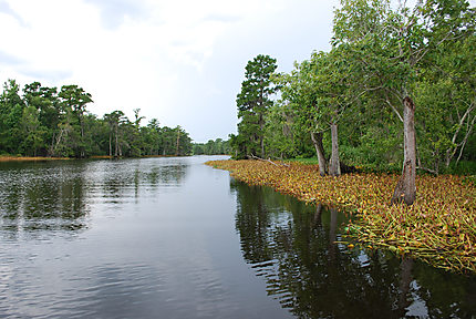 Bayou de Louisiane