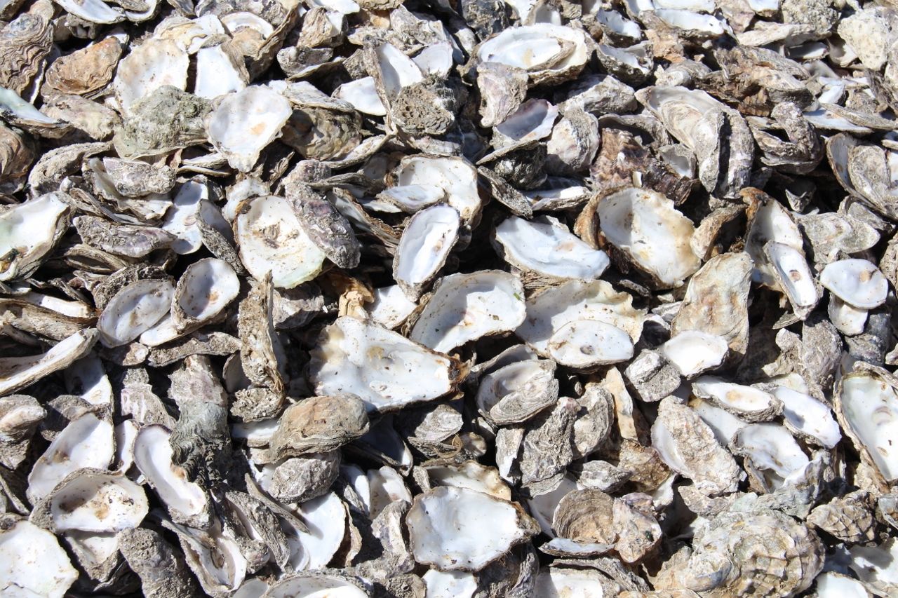 Coquilles d'huîtres prêtes pour le recyclage