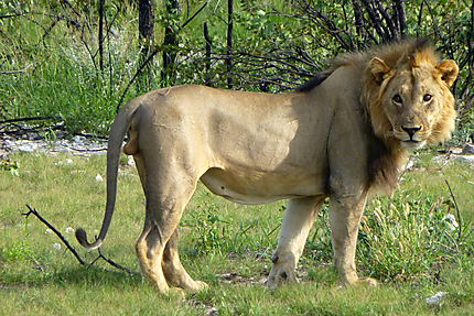 Lion solitaire
