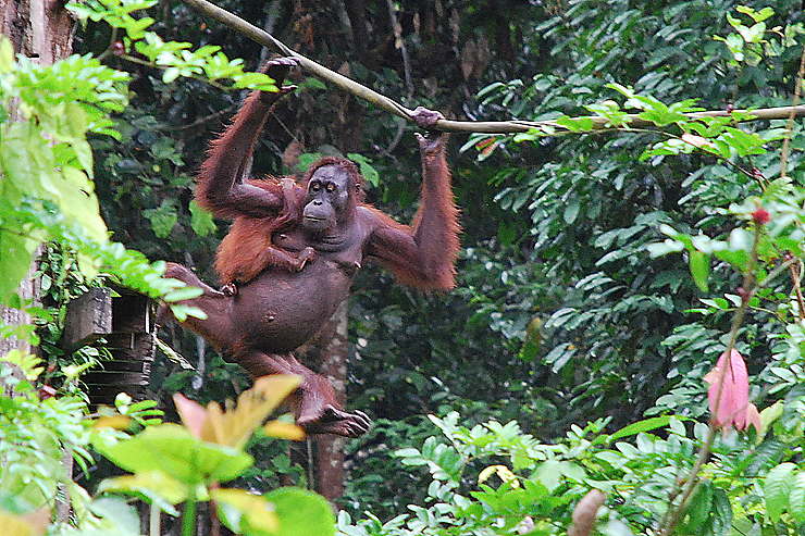 Orang-outan - Bornéo