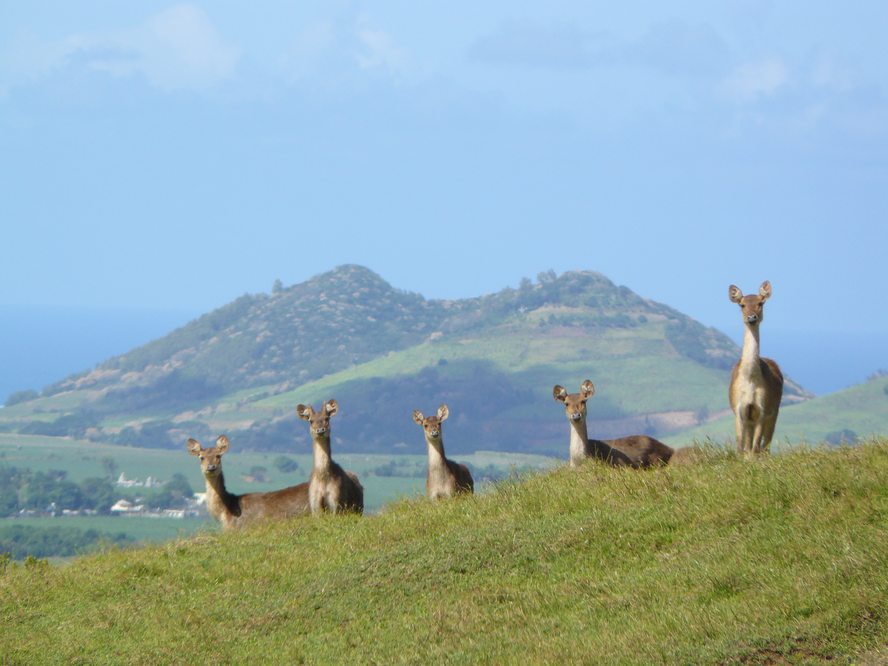 L'éveil des cerfs L'éveil des cerfs
