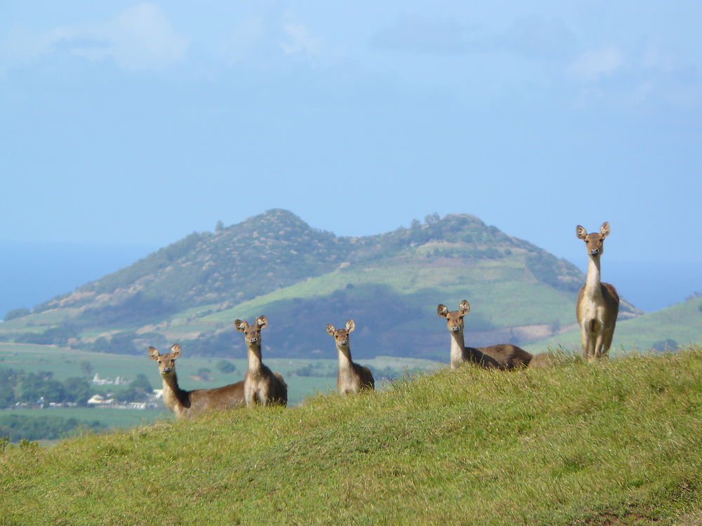 L'éveil des cerfs