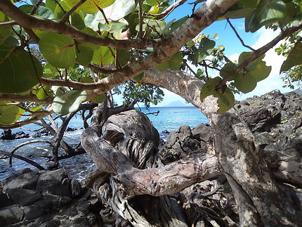 Mangrove à l'Anse Figuier