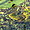 Petite grenouille jardin botanique Cornouaille 