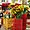 Fleurs du marché à Aix-en-Provence