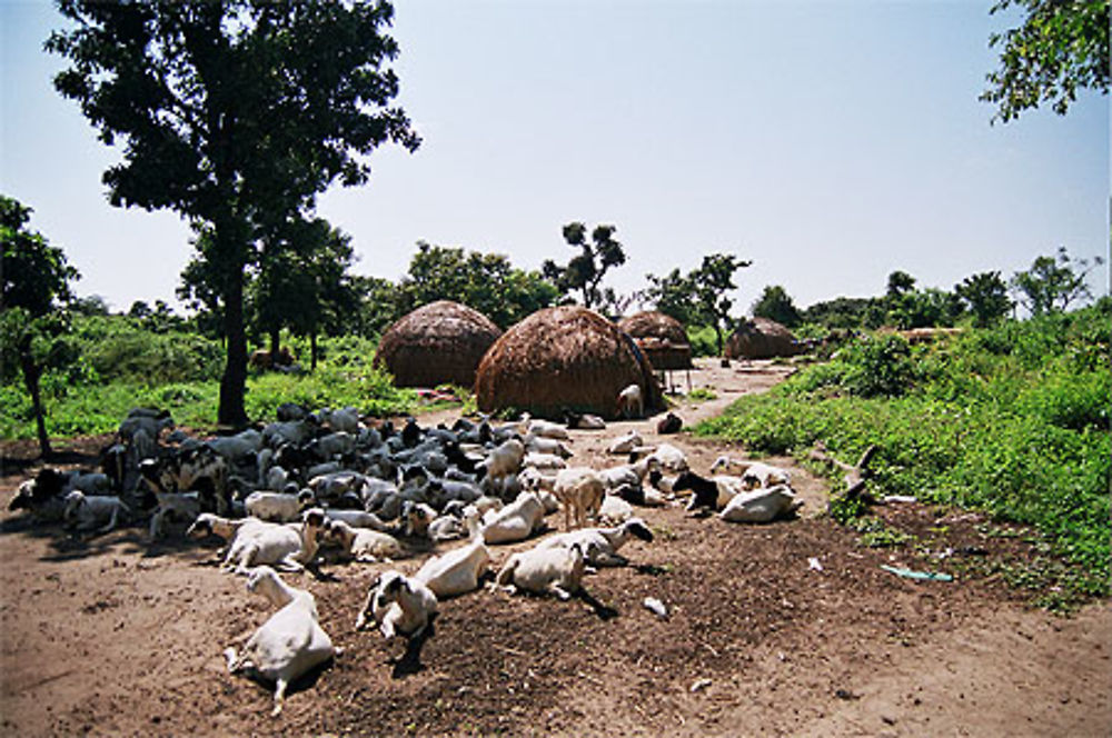 Habitat traditionnel peul