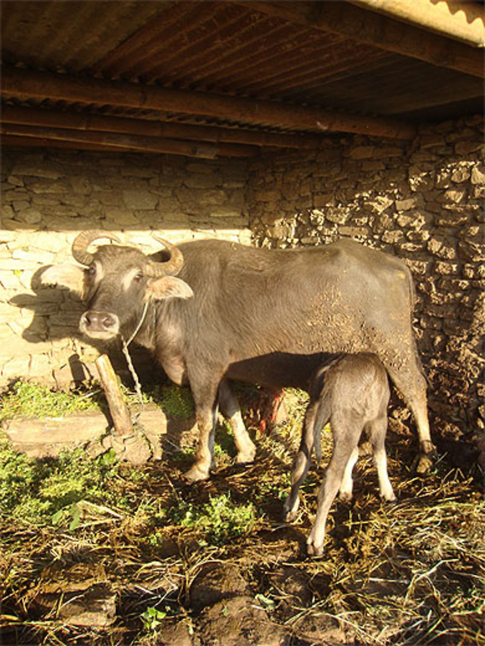 Maman et son petit