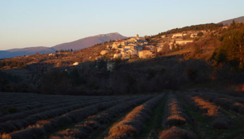 Village d'Aurel au milieu de la lavande
