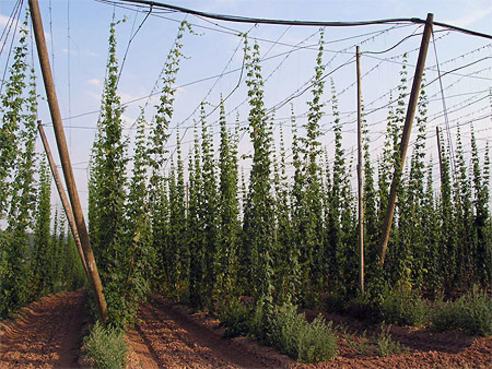 Champs de houblon vers Plzen