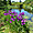 Iris sur plan d’eau au jardin botanique Cornouaill