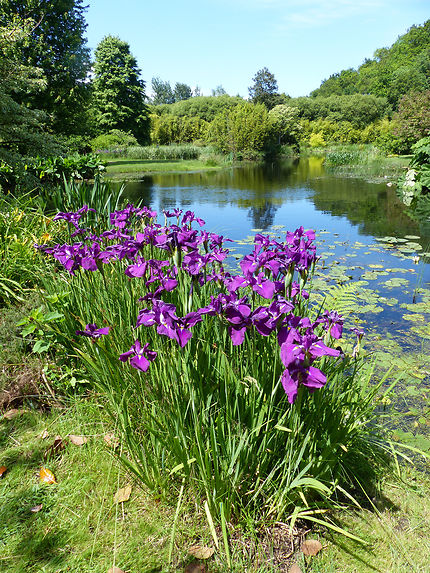 Iris sur plan d’eau au jardin botanique Cornouaill