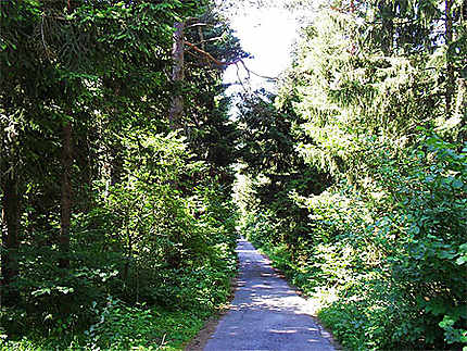 Un chemin forestier dans le parc