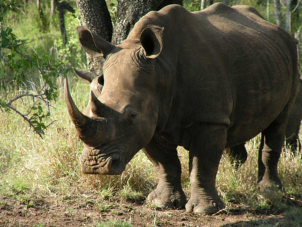 Rhinocéros