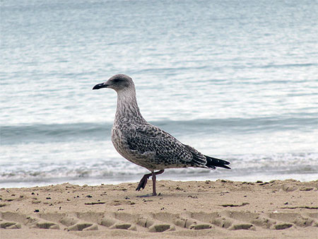 Plage de la Baule Plage de la Baule
