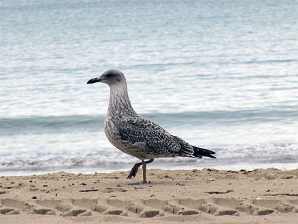 Plage de la Baule